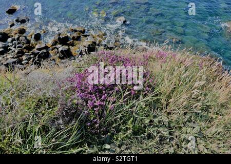 Robusto Pembrokeshire costa appena fuori Strumble Head, Fishguard, Pembrokeshire, Galles. Foto Stock