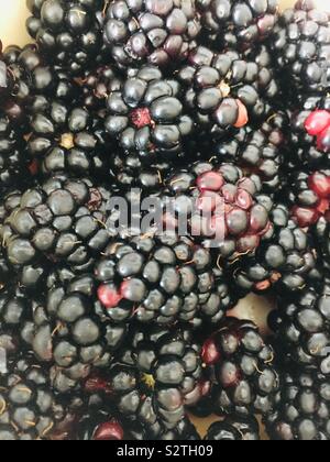 Cresciuto in casa more Foto Stock