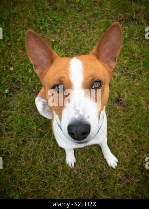 Vista dall'alto sulla cute basenji dog sitter su un prato verde e guardando in alto Foto Stock