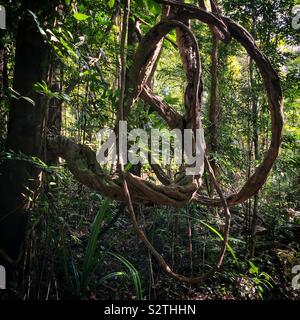 In una giungla sentiero a piedi in Sanbutong National Park, Kuching, Sarawak, Malaysia Foto Stock