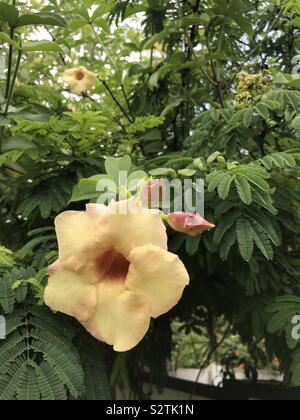 Giallo l'Allamanda blanchetii fiore Foto Stock