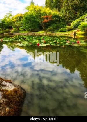 Vivid photo dei gigli di laghetto con pesci, riflessioni al Seattle giardino giapponese nell'Arboretum Foto Stock