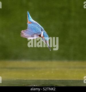 Kingfisher immersioni subacquee per i pesci Foto Stock
