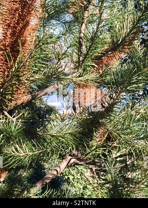 Scovolino tree. Wendy Whiteley's Secret Garden. Scorcio della barca sul Porto di Sydney. Foto Stock