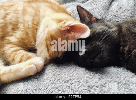 Due gattini cuddling durante il sonno Foto Stock