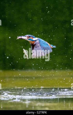 Un kingfisher vola con un pesce nel becco e un altro a metà in aria che si è abbassato Foto Stock