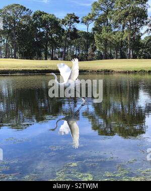 Grande airone bianco tenuto spento durante il volo sul lago con pino paesaggio e riflessioni sull'acqua Foto Stock