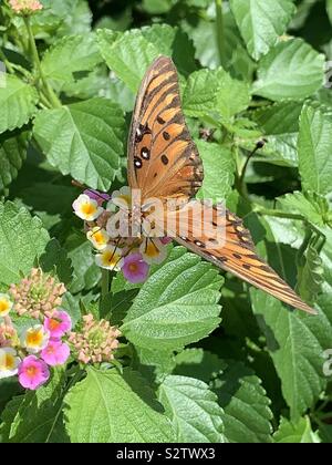 Orange Gulf Fritillary butterfly su variopinti fiori di lantana Foto Stock