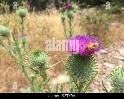 Bee pollinici su Thistle. Foto Stock