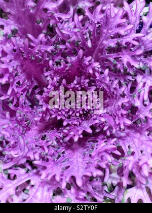 Full frame closeup di argento erba tossica, Jacobaea maritima, dipinto di viola. Foto Stock