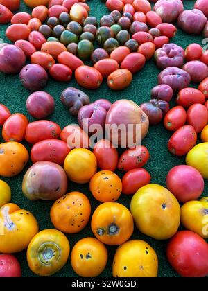 Varietà di fattoria fresco appena colto perfettamente mature pomodori deliziosi visualizzati su una tabella. Foto Stock