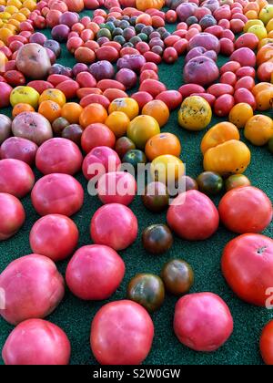 Varietà di fattoria fresco appena colto perfettamente mature pomodori deliziosi visualizzati su una tabella. Foto Stock