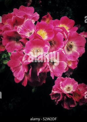 Rosa singola rambler rose fiori. Foto Stock