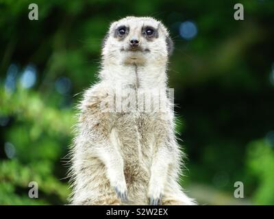 Meerkat Foto Stock