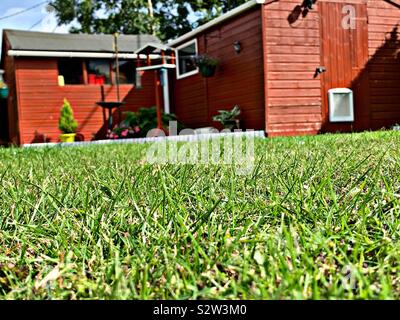 Erba verde con una Tettoia da giardino nel retro terra Foto Stock