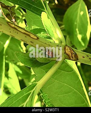 Una signora bug strisciando sul verde lascia fuori nel giardino fiorito Foto Stock