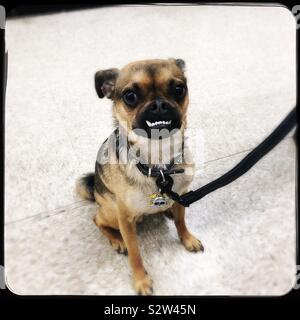 Golia di Chug Foto Stock