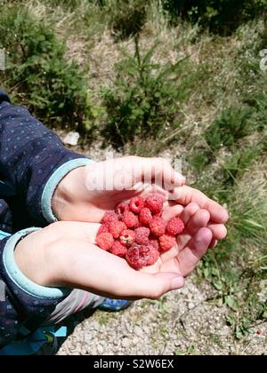 La mano della bambina riempito di lamponi. Foto Stock