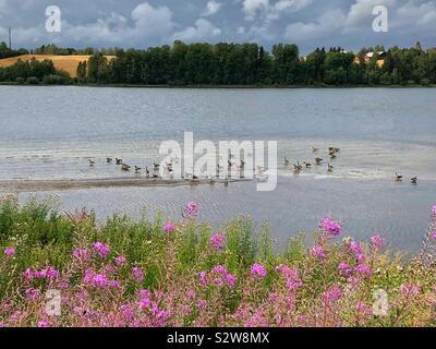 Un branco di oche del Canada in appoggio sul fiume Glomma vicino Årnes, contea di Akershus in Norvegia un giorno di agosto con oscura pioggia nuvole. Foto Stock