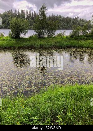 La banca di fiume del fiume Glomma nella contea di Akershus, Norvegia, su un umido e piovoso agosto giorno. Foto Stock