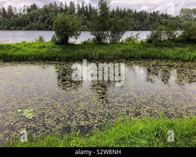 La banca di fiume del fiume Glomma nella contea di Akershus, Norvegia, su un umido e piovoso agosto giorno. Foto Stock