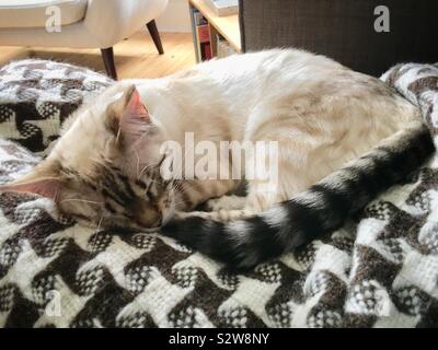 Il bianco della neve il Bengala gattino dormire Foto Stock