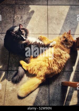 Due gatti adulti sdraiati sul pavimento insieme al sole Foto Stock