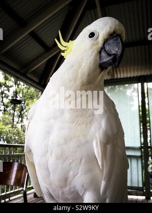 Un impertinente e domare nativi Australiani crestato giallo cacatua bird dicendo g'Day mate Foto Stock