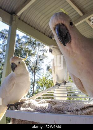 Cheeky e domare iconico nativi Australiani crestato giallo cacatua uccelli dicendo g'Day mate, feed me ora Foto Stock