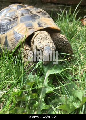 Nuovo pet, una tartaruga di Hermann, chomping su una foglia di tarassaco nel nostro giardino. Egli è di dieci anni. Foto Stock