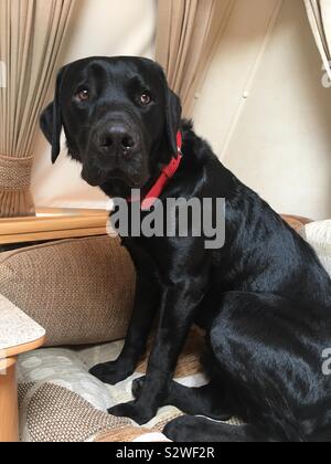 In attesa del cane per Walkies Foto Stock