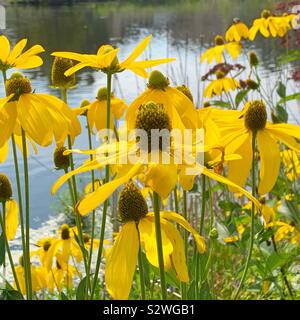 Black Eyed Susans (Rudbeckia hirta) cresce nei pressi di un laghetto nel New England Foto Stock