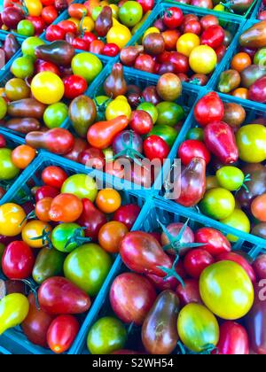 Colorate pomodori ciliegia in cartoni verde Foto Stock