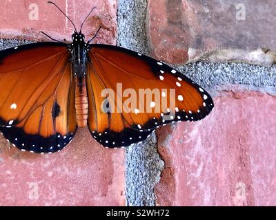Regina maschio butterfly su un muro di mattoni Foto Stock