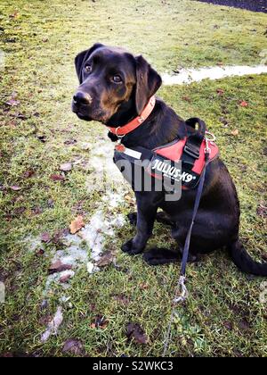 Grazioso cucciolo di Labrador in attesa di andare a fare una passeggiata Foto Stock