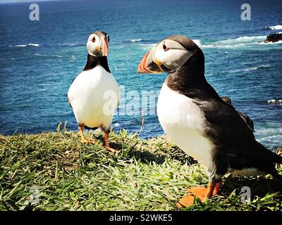 Due i puffini sull isola di Lungha, Scozia Foto Stock