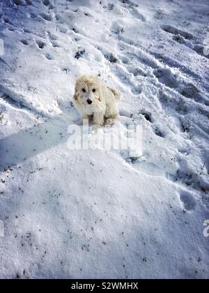 Cockapoo cucciolo seduto nella neve Foto Stock