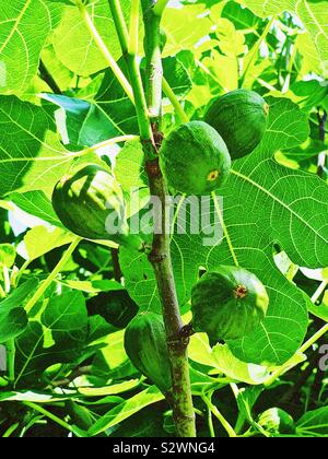 Acerbi fichi verdi (Ficus carica) su albero Foto Stock