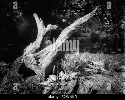 Immagine in bianco e nero del Stumpery presso Hardwick Hall, Derbyshire, in Inghilterra. Garden includono fatti con parti di alberi morti Foto Stock