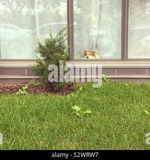 Cane spiata da finestra Foto Stock