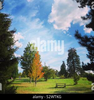 Un paesaggio del parco con foglie colorate, Versailles, Francia Foto Stock