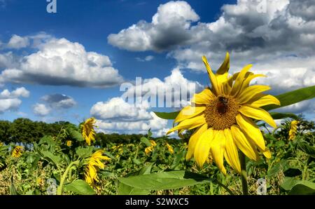 Girasoli in un campo di fiori sotto un cielo azzurro con soffici nuvole bianche in una giornata di sole Foto Stock