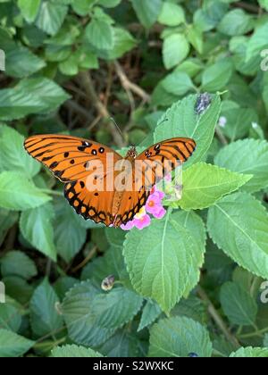 Farfalla arancione, Gulf Fritillary closeup su lantana fiori Foto Stock