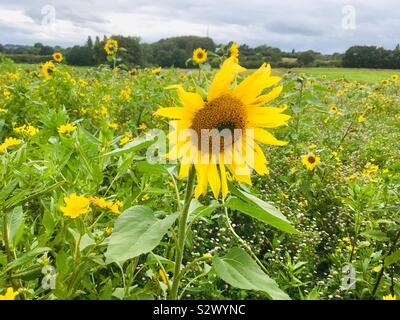 Girasoli al vento in Worcestershire. Foto Stock