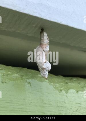 Crisalide di un Golfo Fritillary butterfly appeso su un telaio di porta di un edificio esterno. Foto Stock