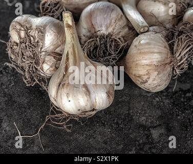 Cluster di bulbi di aglio Foto Stock