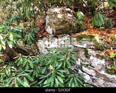 Nativo di piante di rododendro crescono spontaneamente lungo i sentieri del bosco e le rocce in monti Appalachi e Blue Ridge Mountains in North Georgia USA. Foto Stock