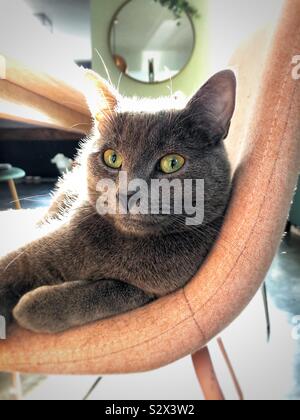 Grigio gattino seduto su una sedia Foto Stock