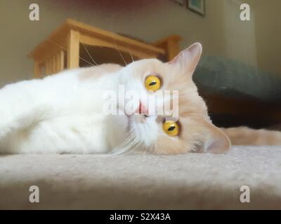 Un maschio British Shorthair nazionali tabby cat. Egli è di crema e bianco colorato con belle color oro gli occhi. Essi sono noti anche come Shorthaired Persiani. Foto Stock