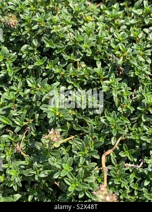 Thymus serpyllum, Breckland timo, Breckland timo selvatico, timo selvatico, striscianti timo, o di timo foliatile. Foto Stock